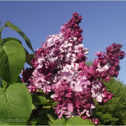 Крупный план цветущей сирени МАРШАЛ МАЛИНОВСКИЙ на фоне голубого неба