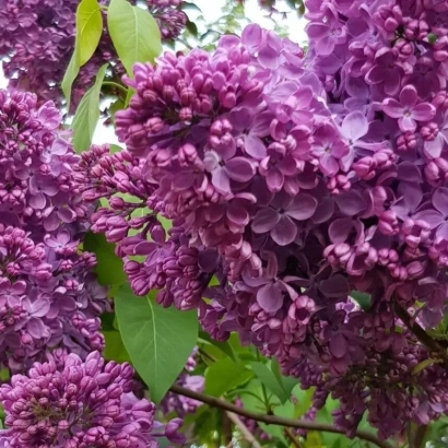 Цветущая сирень фиолетового оттенка - МАРШАЛ СОКОЛОВСКИЙ