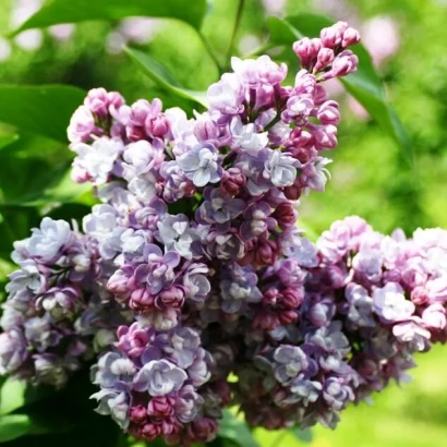 Сирень Московский университет на фоне зелени