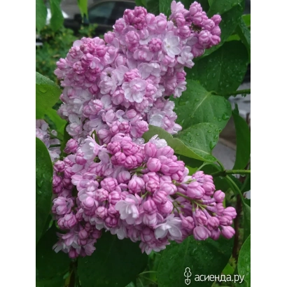 Крупный план цветущей сирени розово-фиолетового оттенка - Незнакомка