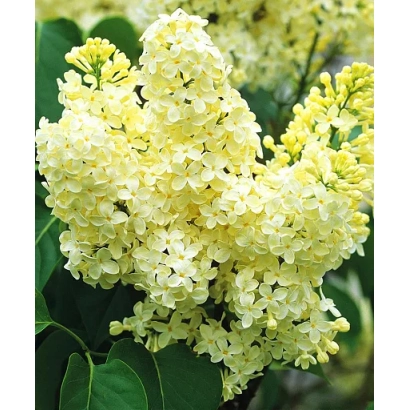 Жёлтая сирень на фоне зелёных листьев - Приморочка