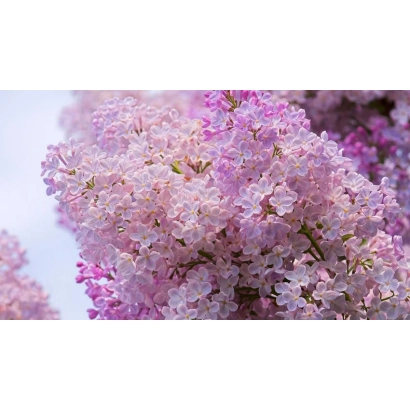 Крупный план розовых цветков сирени - РОЗОВАЯ ДЫМКА