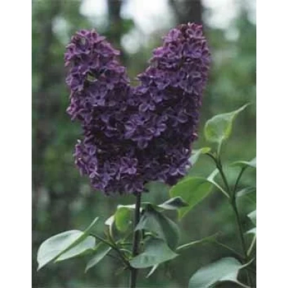 Куст сирени с цветками в форме сердца - ВЕЧЕРНИЙ ВЛАДИВОСТОК