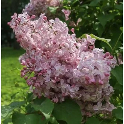 Крупный план цветущей сирени розового оттенка на фоне зелёной листвы - Вечерний Звон