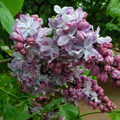 Сирень на фоне зелени - ВЕЛИКАЯ ПОБЕДА