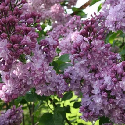 Крупный план цветущей сирени фиолетового оттенка - ЗАЩИТНИКАМ МОСКВЫ