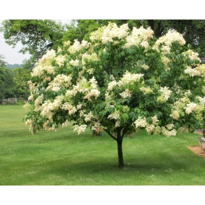 Цветущее дерево сирени ЗОЛОТОЙ АМУР на зеленом газоне