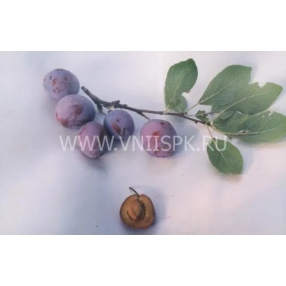 Слива з листям на білому фоні - Яичная синяя