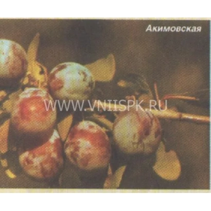 Слива Акимовская на ветке с листьями