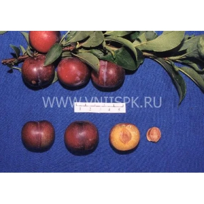 Слива Амурська Рання на гілці та в розрізі на синьому фоні