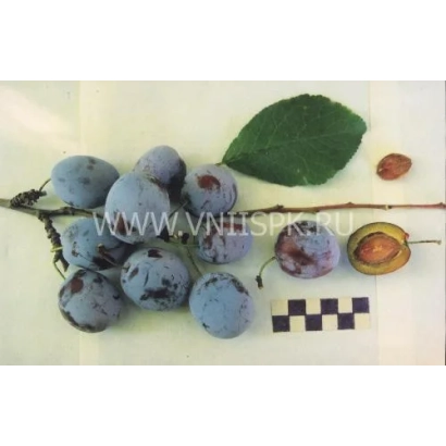 Слива Андреевская на ветке с листом и разрезом плода