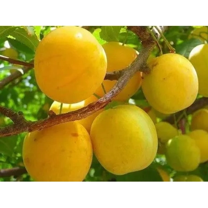 Желтые сливы на ветке - Янтарна млиивская