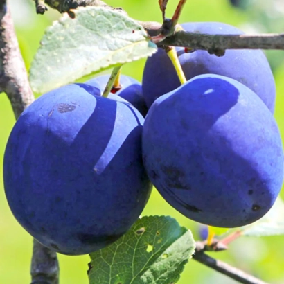 Слива сорта Бест 1 на ветке