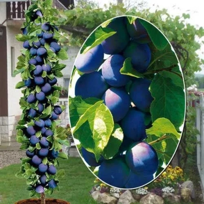 Слива Блу Джаєнт 2 на дереві з крупним планом плодів