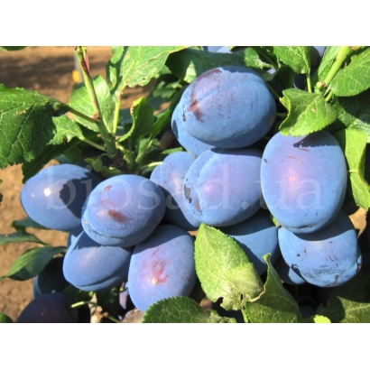 Слива Чачакская Найкраща на ветке с листьями