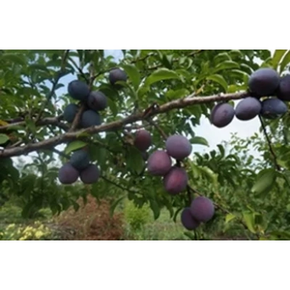 Слива на гілці дерева - ДОМІНІКА