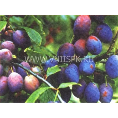 Purple plum on branch with leaves