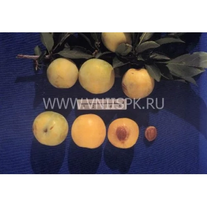 Слива Хабаровская желтая на ветке с листьями