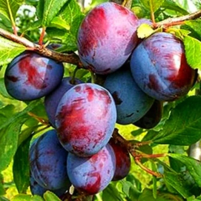 Слива Кабардинська рання на гілці