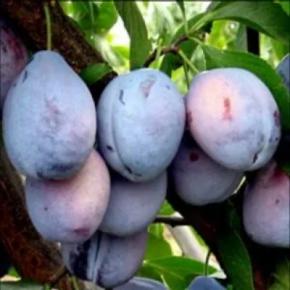 Слива сорта Кантата на ветке