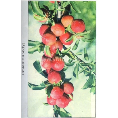 Red Cheeked plum on branch