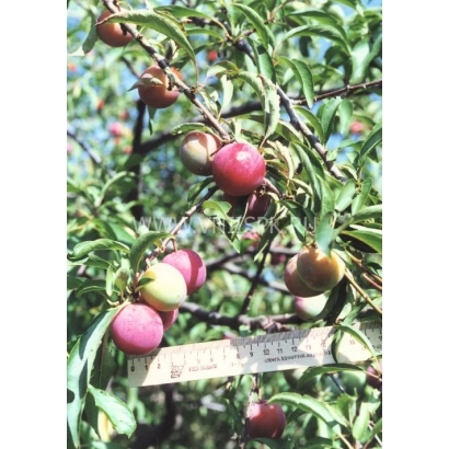 Слива Червона Куля на гілці з лінійкою для вимірювання розміру