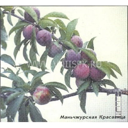 Слива Маньчжурская Красавица на ветке с плодами