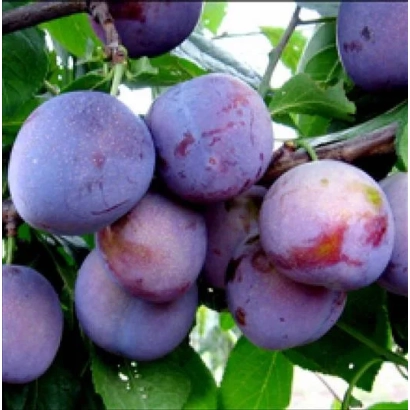 Слива на ветке - Оригинальна