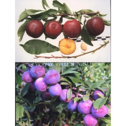 Слива на ветке с листьями и плодами разных стадий созревания - Орловская мечта