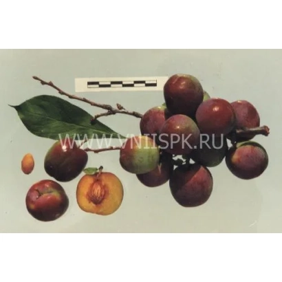 Plum variety Oryol Souvenir on a branch with leaves and a sliced fruit