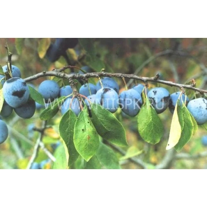 Слива на гілці з листям - Память Фінаєва