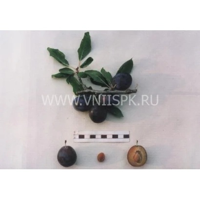 Слива сорта Память Хасанова с листьями и плодами разных размеров на белом фоне