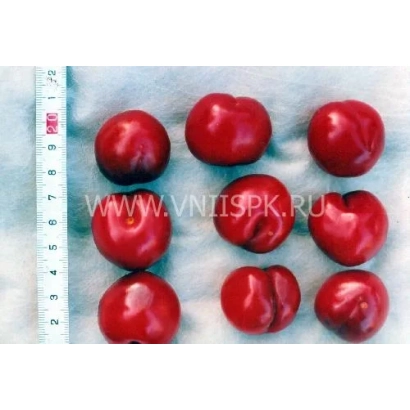 Красные сливы сорта Пирамидальная на белой подложке с линейкой для измерения размера.