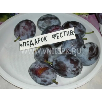 Plums on a white plate with text ПОДАРОК ФЕСТИВЮ - Gift to the Festival