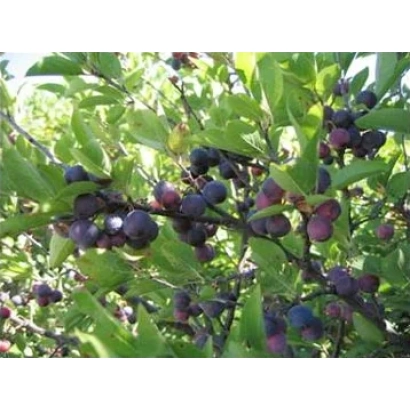 Слива на ветке с ягодами - Прибрежная