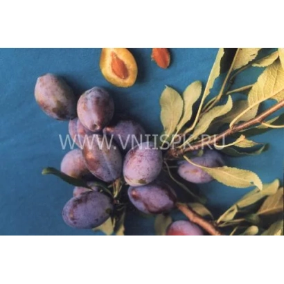 Слива Прикубанская на ветке с листьями и косточкой на синем фоне