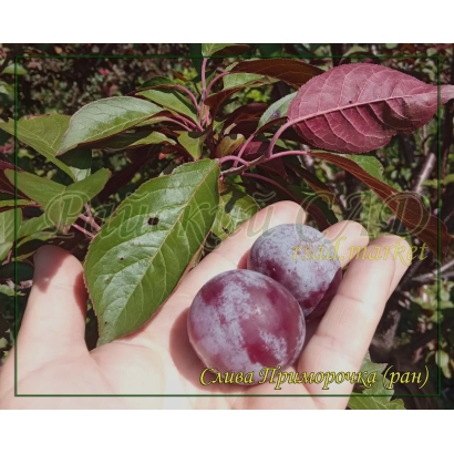 Слива Приморочка в руке на фоне листьев