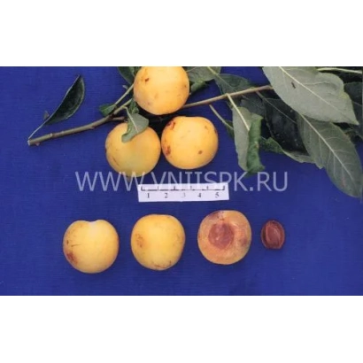 Слива сорта Рассвет ранний на синем фоне с веткой и плодами