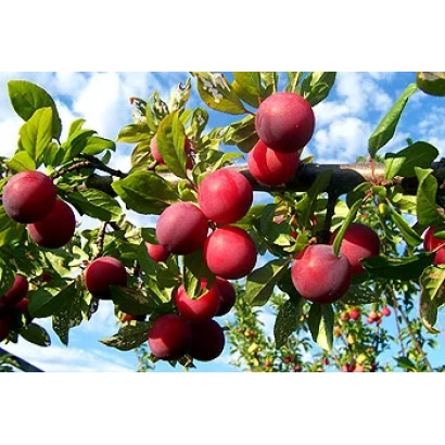 Слива Ренклод Альтана на ветке с листьями на фоне неба