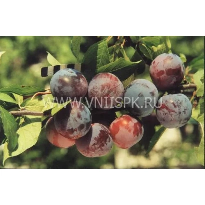 Слива Ренклод Харитоновой на ветке