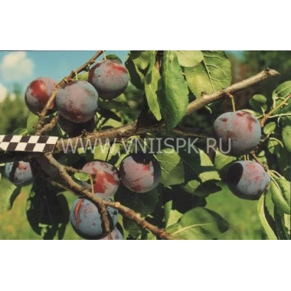 Слива Ренклод Мичуринский на ветке