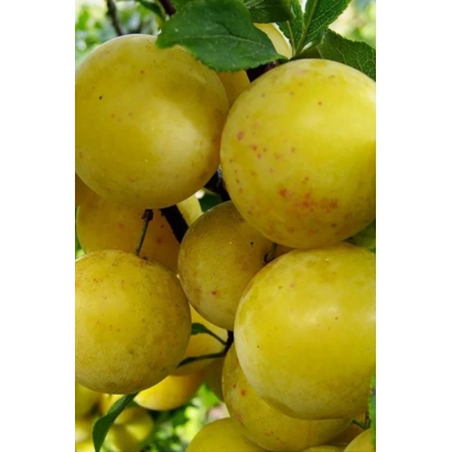 Слива Ренклод ранний на ветке