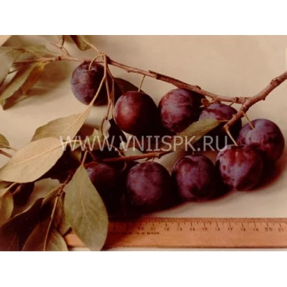 Слива Ренклод саратовский на ветке с листьями и линейкой