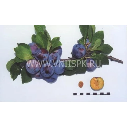 Слива Ренклод радянський на гілці з ягодами та насінням