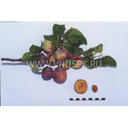 Слива Россошанская крупноплодная с веткой и плодами