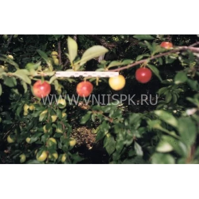 Слива на ветке дерева - Шаровая