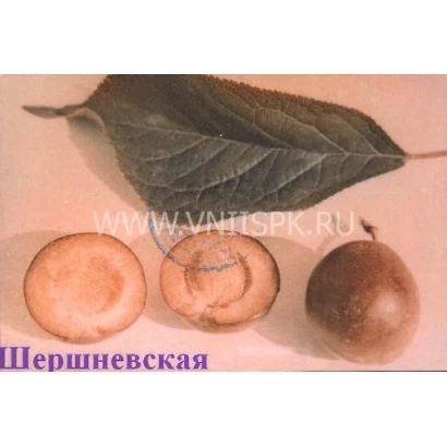 Слива Шершневская с листом и плодами
