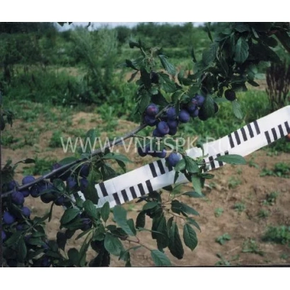 Слива на гілці з білою стрічкою - Синій дар