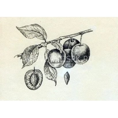 Illustration of a plum on a branch - Round Early Fruit