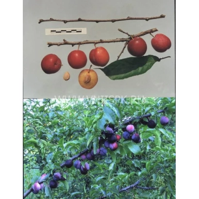 Слива на гілці з плодами та листям - Альо́нушка